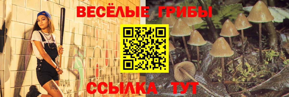 Псилоцибиновые грибы Psilocybe Десногорск